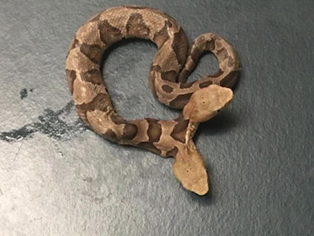 Two-headed copperhead? Woman Finds Rare Scare Noodle With Two Heads