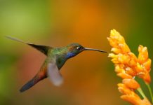 Tech: Engineers study hovering bats and hummingbirds in Costa Rica — (Report)