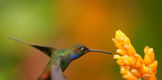 Tech: Engineers study hovering bats and hummingbirds in Costa Rica — (Report)