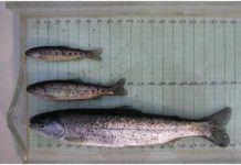 Research: Steelhead life cycle linked to environment, pink salmon abundance —