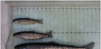 Research: Steelhead life cycle linked to environment, pink salmon abundance —