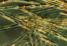 Research: Sequencing genes of microscopic algae helps determine how toxins are produced —