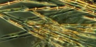 Research: Sequencing genes of microscopic algae helps determine how toxins are produced —