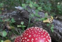 Research: In dangerous fungal family’s befriending of plants, a story of loss —