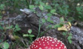 Research: In dangerous fungal family’s befriending of plants, a story of loss —