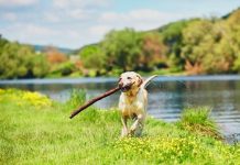 Research: Dog intelligence ‘not exceptional’ —