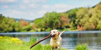 Research: Dog intelligence ‘not exceptional’ —