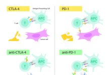 Research: Inhibiting the brakes on the immune system —