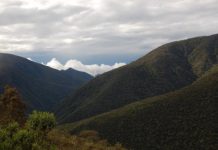 Research: High carbon dioxide levels cause plants to thicken their leaves, could worsen climate change effects —