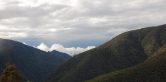 Research: High carbon dioxide levels cause plants to thicken their leaves, could worsen climate change effects —