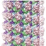 Study: A closer look at microtubules — (Details)