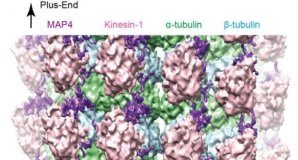 Study: A closer look at microtubules — (Details)
