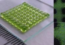 Research: 3-D bioprinting of living structures with built-in chemical sensors —