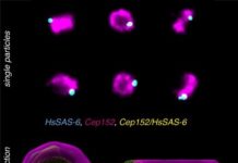 Research: Super-resolution microscopy builds multicolor 3-D from 2-D —