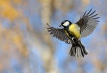 Research: Bold male birds fall faster and harder for their partners —