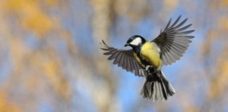 Research: Bold male birds fall faster and harder for their partners —