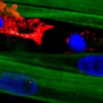 Study: Macrophages enable regeneration of lab-grown adult muscle tissue — (Details)