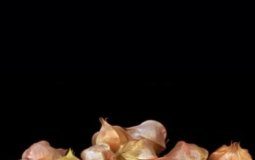 Research: This wild plant could be the next strawberry —