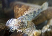 Research: Changing fish stocks —