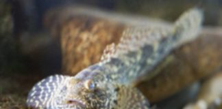 Research: Changing fish stocks —