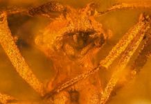 Research: Set in amber, fossil ants help reconstruct evolution of fungus farming —