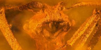 Research: Set in amber, fossil ants help reconstruct evolution of fungus farming —