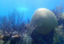 Research: Coral skeleton provides evidence that North Atlantic Ocean has less nitrogen pollution than estimated —