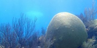 Research: Coral skeleton provides evidence that North Atlantic Ocean has less nitrogen pollution than estimated —