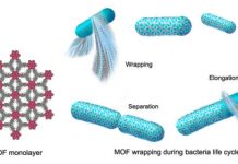 Research: MOF suit shields anaerobic bacteria from oxygen in unique carbon dioxide fixation system —