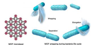 Research: MOF suit shields anaerobic bacteria from oxygen in unique carbon dioxide fixation system —