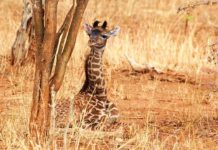 Research: Giraffe babies inherit spot patterns from their mothers —