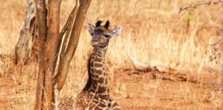 Research: Giraffe babies inherit spot patterns from their mothers —
