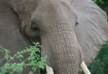 Research: How the African elephant cracked its skin to cool off —