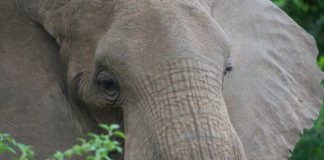 Research: How the African elephant cracked its skin to cool off —