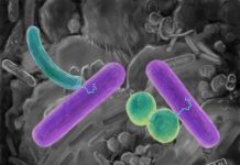 Tech: Commandeering microbes pave way for synthetic biology in military environments — (Report)