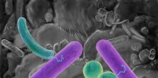 Tech: Commandeering microbes pave way for synthetic biology in military environments — (Report)