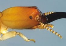Research: The first drywood termite known to use snapping stick-like mandibles to defend its colony —