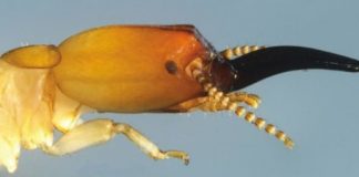 Research: The first drywood termite known to use snapping stick-like mandibles to defend its colony —