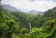 Research: Most don’t last long enough to provide habitat for many forest species —