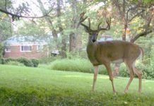 Research: More mammals than expected live near people —