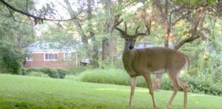 Research: More mammals than expected live near people —