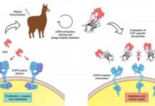 Research: The immune system of the alpaca reveals a potential treatment for cancer —