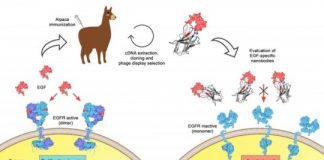 Research: The immune system of the alpaca reveals a potential treatment for cancer —