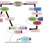 Study: Novel mechanism for generating our skeleton (Details)
