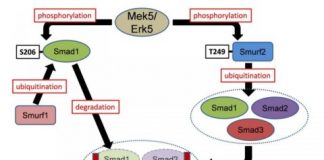 Study: Novel mechanism for generating our skeleton (Details)