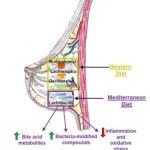 Study: Diet affects the breast microbiome in mammals — (Details)