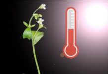 Research: A central signal sorting hub in plants —