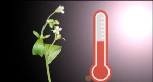 Research: A central signal sorting hub in plants —