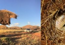 Research: Researchers in South Africa investigate cannibalism in cape cobras and others in the region —