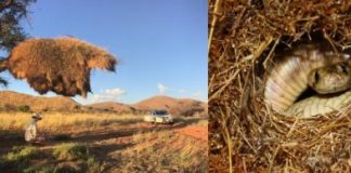 Research: Researchers in South Africa investigate cannibalism in cape cobras and others in the region —